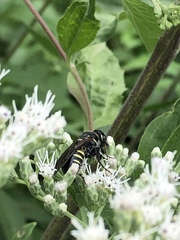 Myzinum obscurum