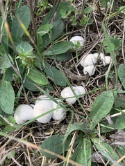 Lycoperdon perlatum