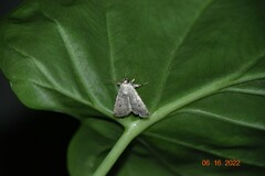 Caradrina clavipalpis