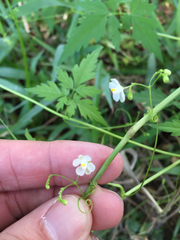 Cardiospermum halicacabum