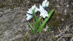 Puschkinia scilloides