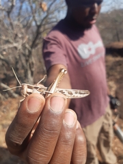 Cyrtacanthacris tatarica