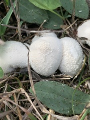 Lycoperdon perlatum