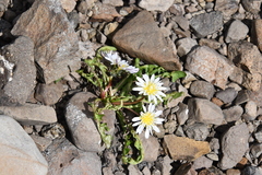 Taraxacum arcticum