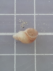 Tricolia pullus