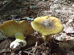 Tricholoma subsejunctum