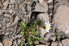 Taraxacum arcticum