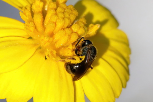 Reticulate Dialictus photo 6