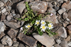 Taraxacum arcticum