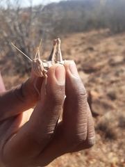 Cyrtacanthacris tatarica