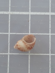 Tricolia pullus
