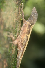 Anolis tropidonotus