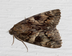 Catocala faustina allusa