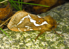 Gazoryctra hyperboreus