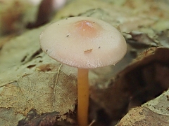 Gliophorus