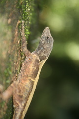 Anolis tropidonotus