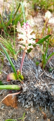 Lachenalia pallida