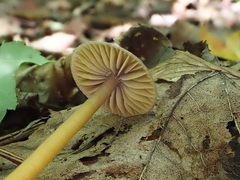Gliophorus