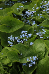 Brunnera sibirica