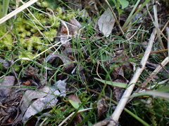 Equisetum scirpoides