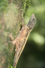 Anolis tropidonotus