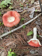 Russula rosacea