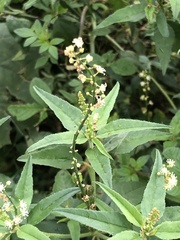 Croton bonplandianus