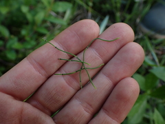 Equisetum scirpoides