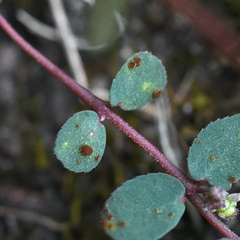 Uromyces euphorbiae