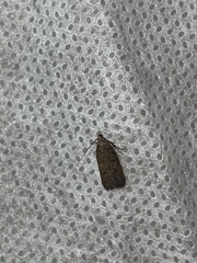 Glyphidocera juniperella