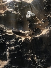 Anous stolidus galapagensis