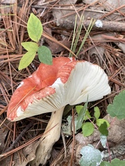 Russula rosacea