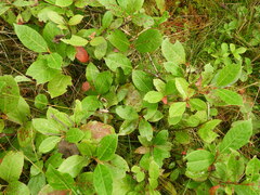Viburnum cassinoides
