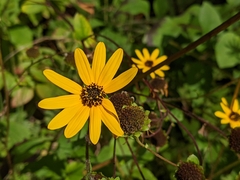 Helianthus atrorubens