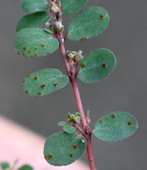 Uromyces euphorbiae
