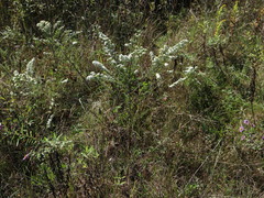 Symphyotrichum ericoides ericoides