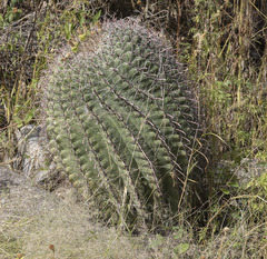 Ferocactus wislizeni
