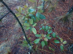 Arbutus