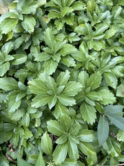 Pachysandra terminalis