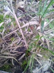 Leiobunum blackwalli