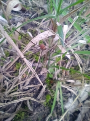 Leiobunum blackwalli