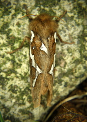 Gazoryctra hyperboreus