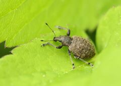 Liophloeus tessulatus