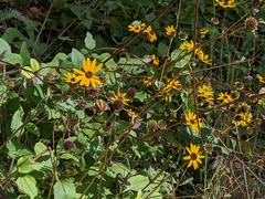 Helianthus atrorubens