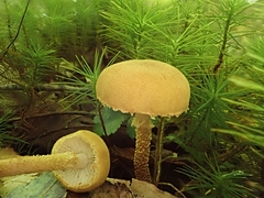 Cystoderma
