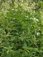 Agastache scrophulariifolia