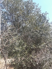 Olea europaea cuspidata