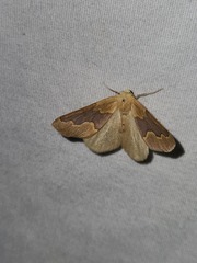 Sabulodes edwardsata