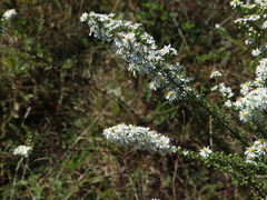 Symphyotrichum ericoides ericoides