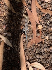 Aspidoscelis hyperythrus